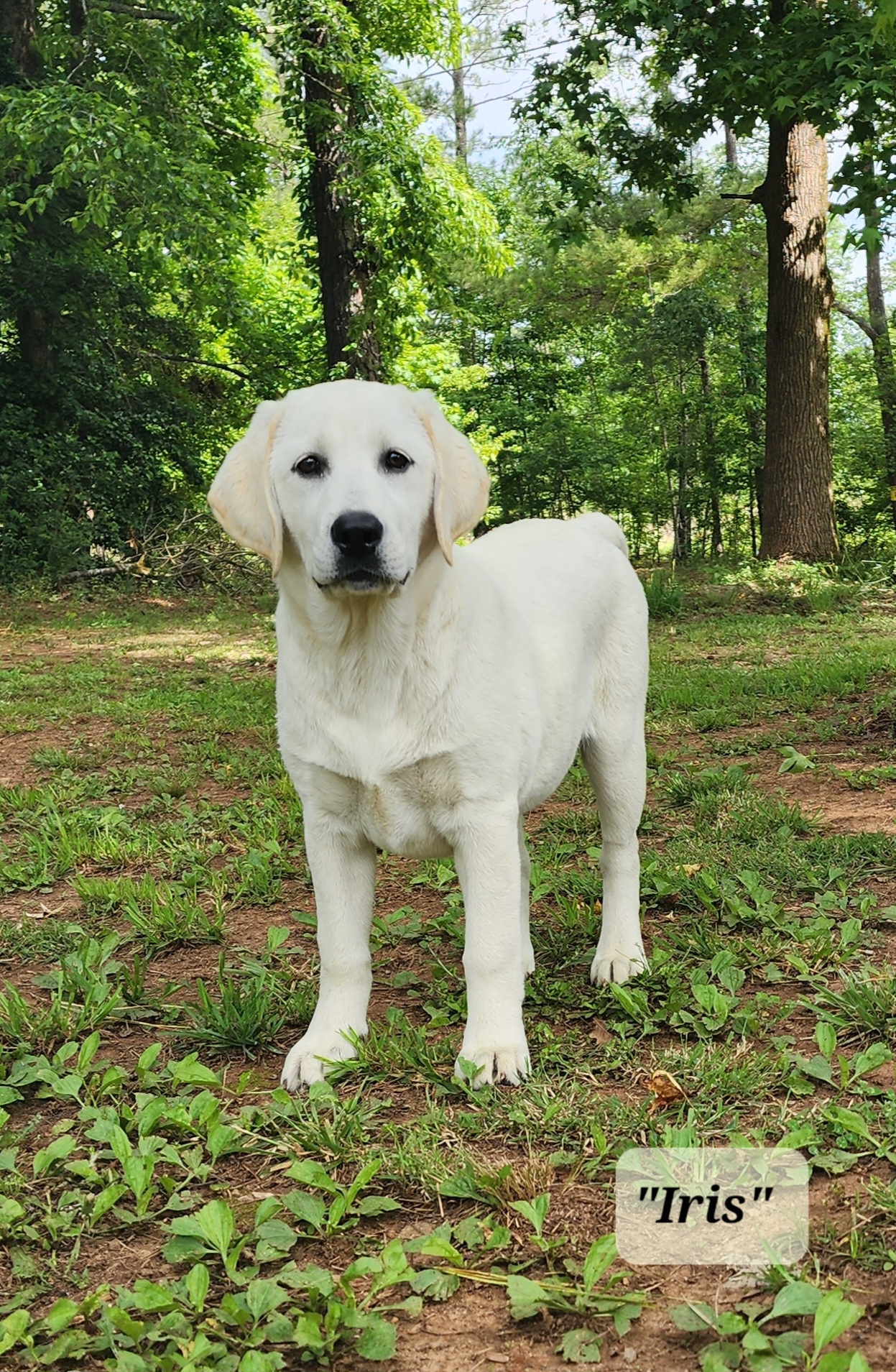 Labrador Retrievers and Siberian Huskies from Thornbury Kennel