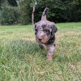Olive - Blue merle female Aussiedoodle puppy in Yacolt, Washington from Aussiedoodles by Maggie