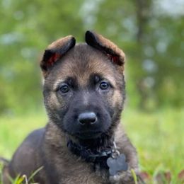 German Shepherds from Wolfimbach Kennels