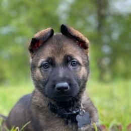 German Shepherds from Wolfimbach Kennels