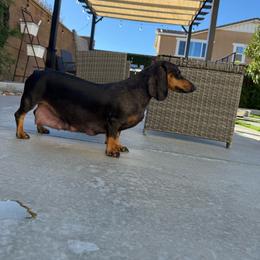 Mini - Dachshund