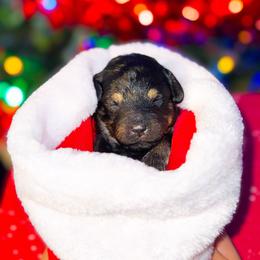 Sporty Spice - Phantom female Goldendoodle puppy in Kissimmee, Florida from Poodle Doodle Kennels