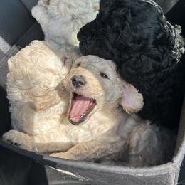 Girl 2 - Black female Poodle puppy in China Grove, North Carolina from Masquerade's Standard Poodles of North Carolina
