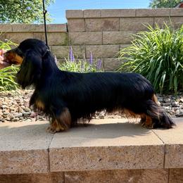 Cyprus - Dachshund