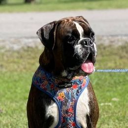 Dolly - Boxer