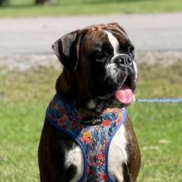 Dolly - Boxer