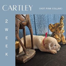 Cartley - Light golden female Golden Retriever puppy in El Campo, Texas from Starlight Goldens
