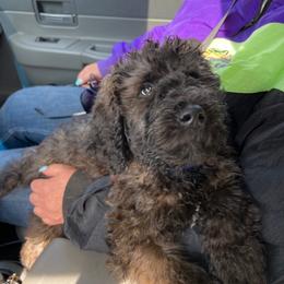 Oreo - Cafe male Labradoodle puppy in Kimball Township, Michigan from Kelly’s Doodles