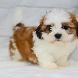 Bernedoodle, Bichon Frise, Poodle, and Shichon Puppies from Shondel Puppy Paws
