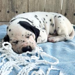 Black female - White and black female Dalmatian puppy in Westhoff, Texas from Smart Dalmatians (LUA/HUA)