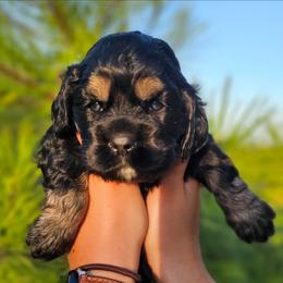 Shell - Black white and tan female Cockapoo puppy in Indiahoma, Oklahoma from Phamily Doodles