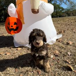 Trick or Treat 1,605 - Phantom male Poodle puppy in Conway, Arkansas from Arkansas River Poodles