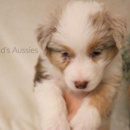 Australian Shepherd Puppies from Hegerfeld's Aussies