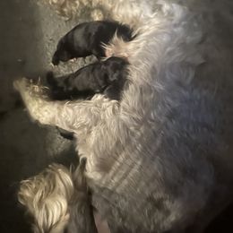Miniature Schnauzer puppies from Farmers Creek Kennel