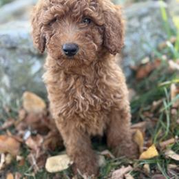 Goldendoodle Puppies from Woodland Acres