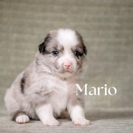 MARIO - Blue merle male Miniature American Shepherd puppy in Puyallup, Washington from FERGI’S GEMINI MAS