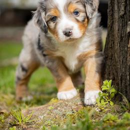 Romeo - Blue merle male Aussiedoodle puppy in Grants Pass, Oregon from Woodwind Miniatures