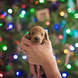 Poodle Puppies from Miller Creek Standard Poodles