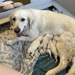 Harley - Golden Retriever