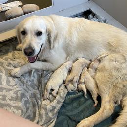 Harley - Golden Retriever