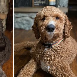 Bernedoodles and Poodles from Boujie Doodles