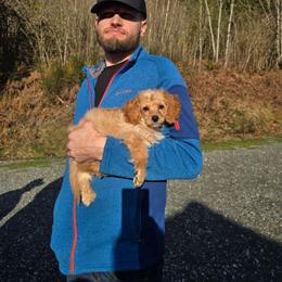 Sweet love - Apricot male Cavapoo puppy in Washington from Mt.BakerPoodles&Doodles