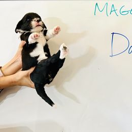 Girl 1 - female Portuguese Water Dog puppy in Houston, Texas from Magellan Portuguese Water Dogs
