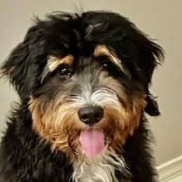 Bohdi - Bernedoodle