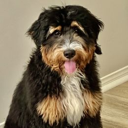 Bohdi - Bernedoodle