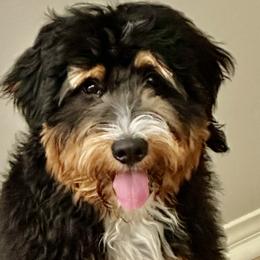 Bohdi - Bernedoodle