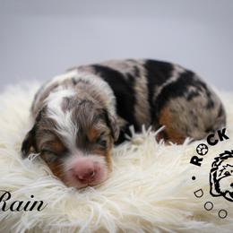 Rain - Blue merle female Bernedoodle puppy in Edmond, Oklahoma from Rock N Roll Doodles