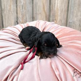 Buzz - Phantom male Bernedoodle puppy in Wamego, Kansas from Doodles of Oz