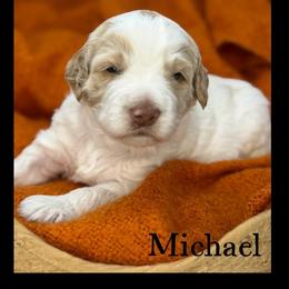 Michael - Caramel cream male Australian Labradoodle puppy in Gladstone, Oregon from Beaver State Labradoodles