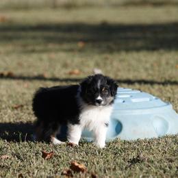 BTF1 - Black tri-color female Australian Shepherd puppy in Warm Springs, Georgia from Out West Aussies