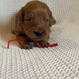 Boy 1 - Red male Australian Labradoodle puppy in Waco, Texas from RainPuddle's Labradoodles