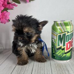 Teacup B-B - Black and tan male Yorkshire Terrier puppy in Dahalonega, Georgia from Country Dog Kennels.