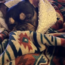 French Bulldog All Grown Up from Calamity Jane French Bulldogs