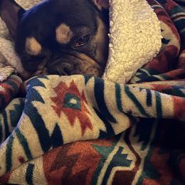 French Bulldog All Grown Up from Calamity Jane French Bulldogs