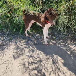 Bender - Parti Poodle puppy in Nibley, Utah from Angel Breed Solutions