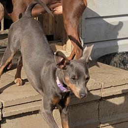 Little Stinker - Miniature Pinscher