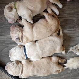 Golden Retriever puppies from Greybull River Goldens