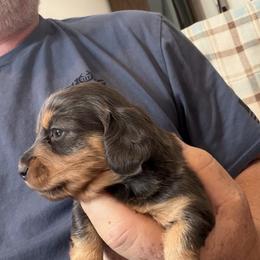 Daisy - Gray (blue) and tan female Dachshund puppy in Wappapello, Missouri from Kandb Dachshunds