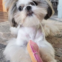 Possum - Shih Tzu