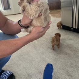 Poodle Puppies from ItalianToyPoodles