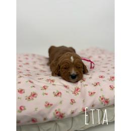Etta - Red  female Goldendoodle puppy in Smithfield, Kentucky from KBK9 Kennels