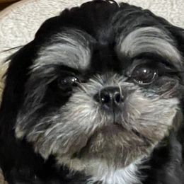 Daisy - Shih Tzu