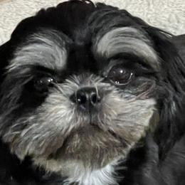 Daisy - Shih Tzu