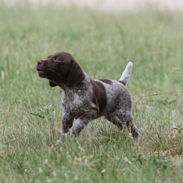 Boy 1 - male German Shorthaired Pointer puppy in Albany, Texas from Big Country Kennels