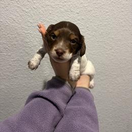 Dachshund and Doberman Pinscher Puppies from Texas Mini Dachshunds & Dobermans