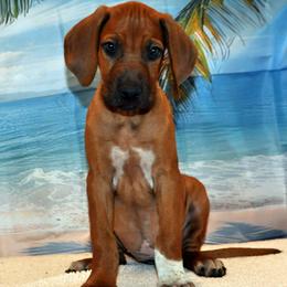 Runt girl - Rd whtn blk nose female Rhodesian Ridgeback puppy in Bronson, Florida from Chioke Rhodesians